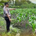 Kapolsek Tarakan Utara Sambangi Petani, Dukung Program Ketahanan Pangan